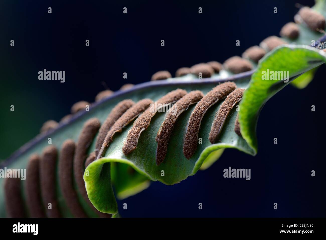 Fern, Sori on the underside of fern frond, Asplenium scolopendrium