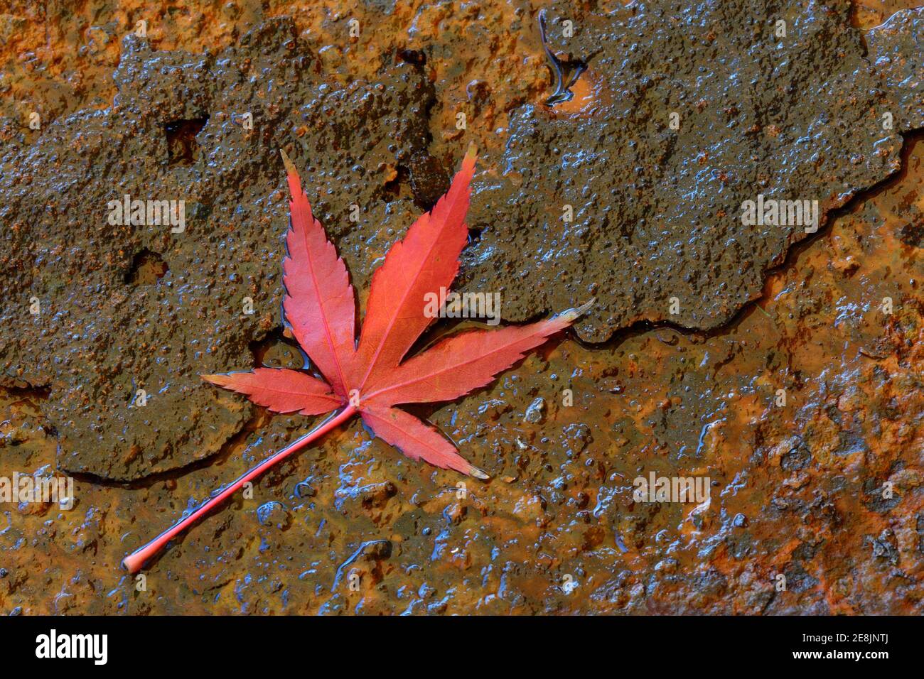 Red maple leaf, Acer palmatum Stock Photo