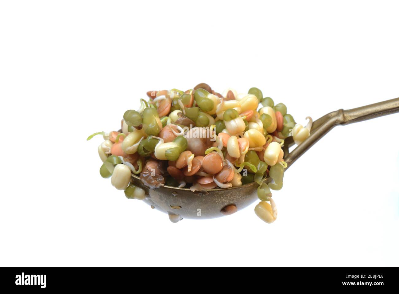 Mixed sprouts of lentils, mung beans and chickpeas on ladle, lentil sprouts, mung bean sprouts, chickpea sprouts, Lens culinaris, Vigna radiata Stock Photo