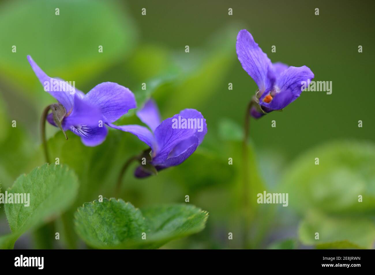 Scented violet, Viola odorata Stock Photo
