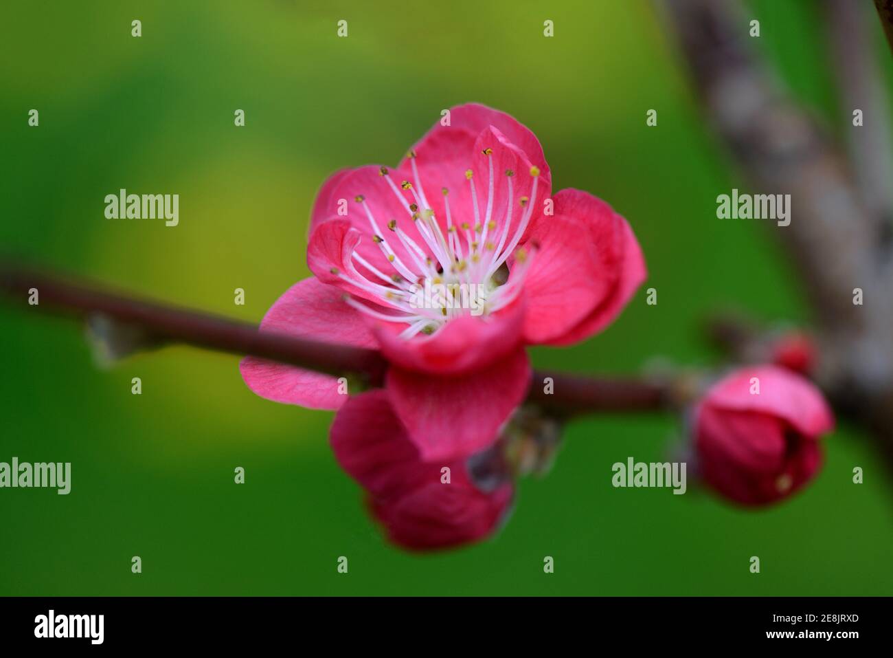 Japanese ornamental peach, Prunus persica Melred Stock Photo