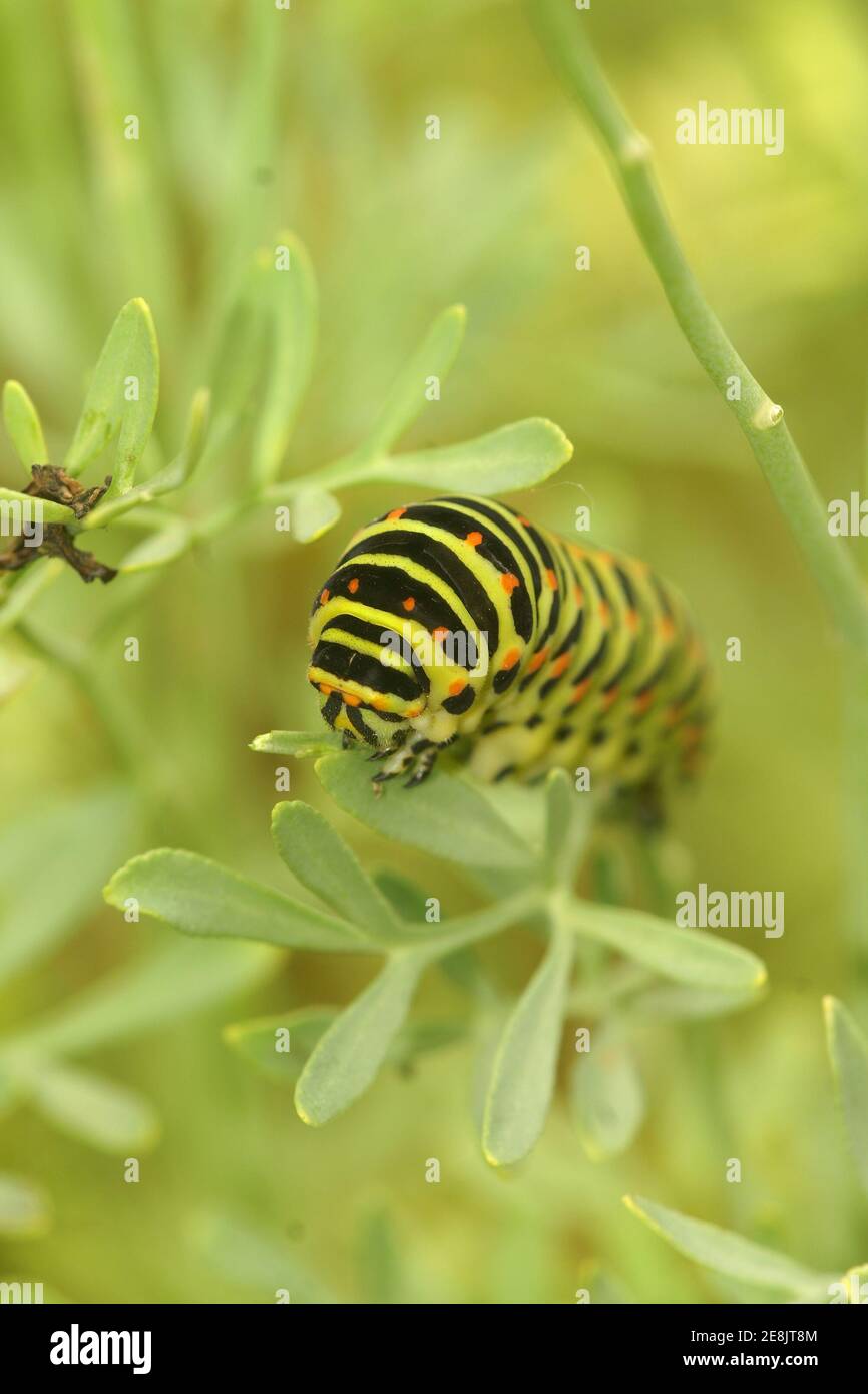 Close up of the beautiful caterpillar of old world swallowtail, Papilio machaon Stock Photo