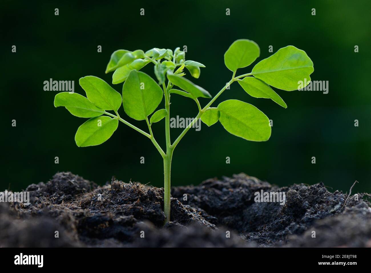 Moringa, young plant, Moringa oleifera, horseradish tree Stock Photo Alamy