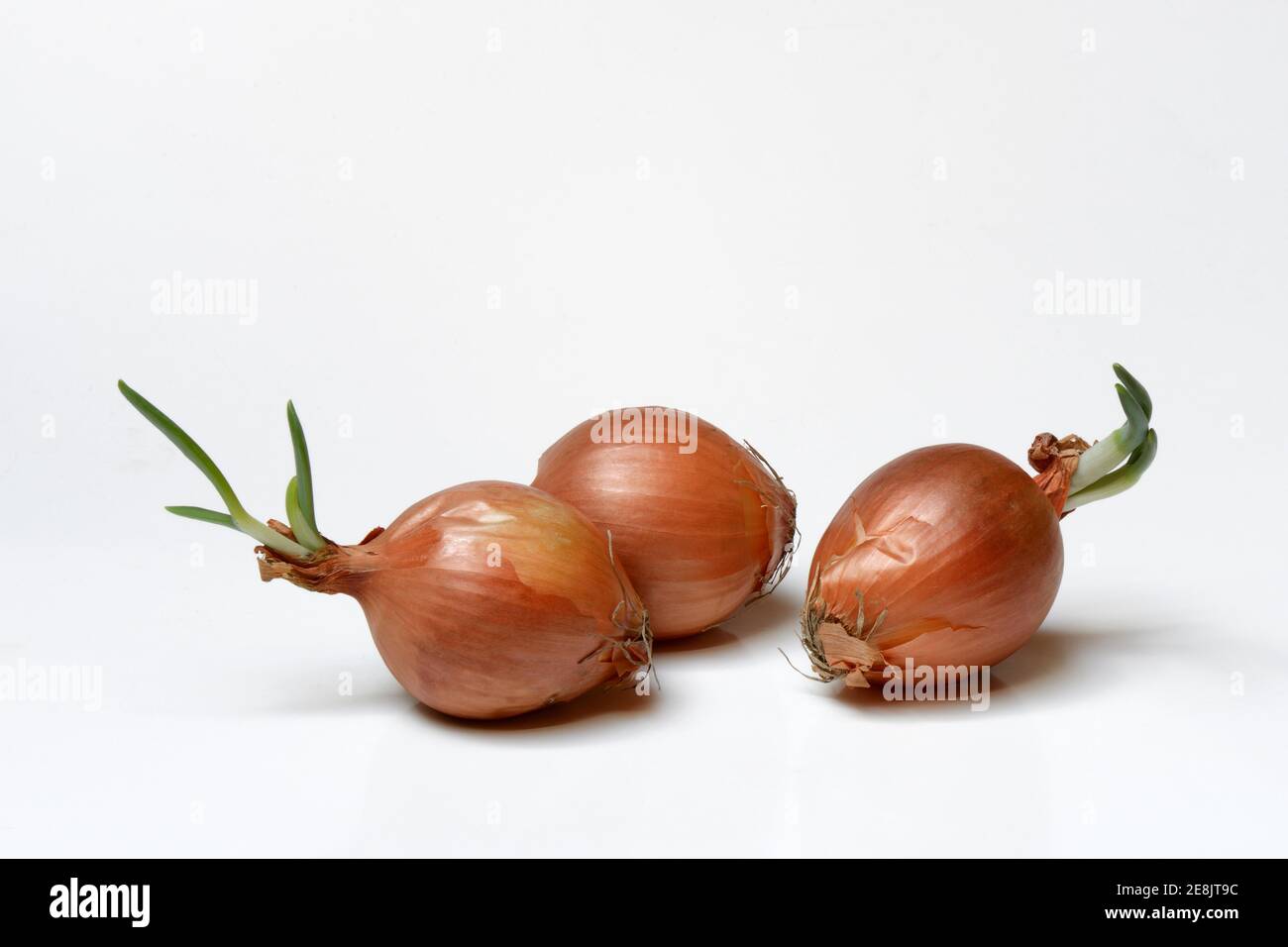 Allium cepa studio photography hi-res stock photography and images - Alamy