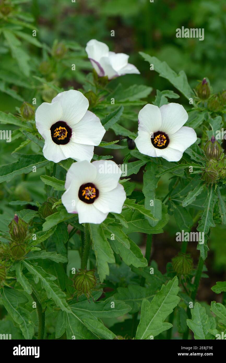 Hourflower, Hour Rose Fritillary, Hibiscus trionum Stock Photo