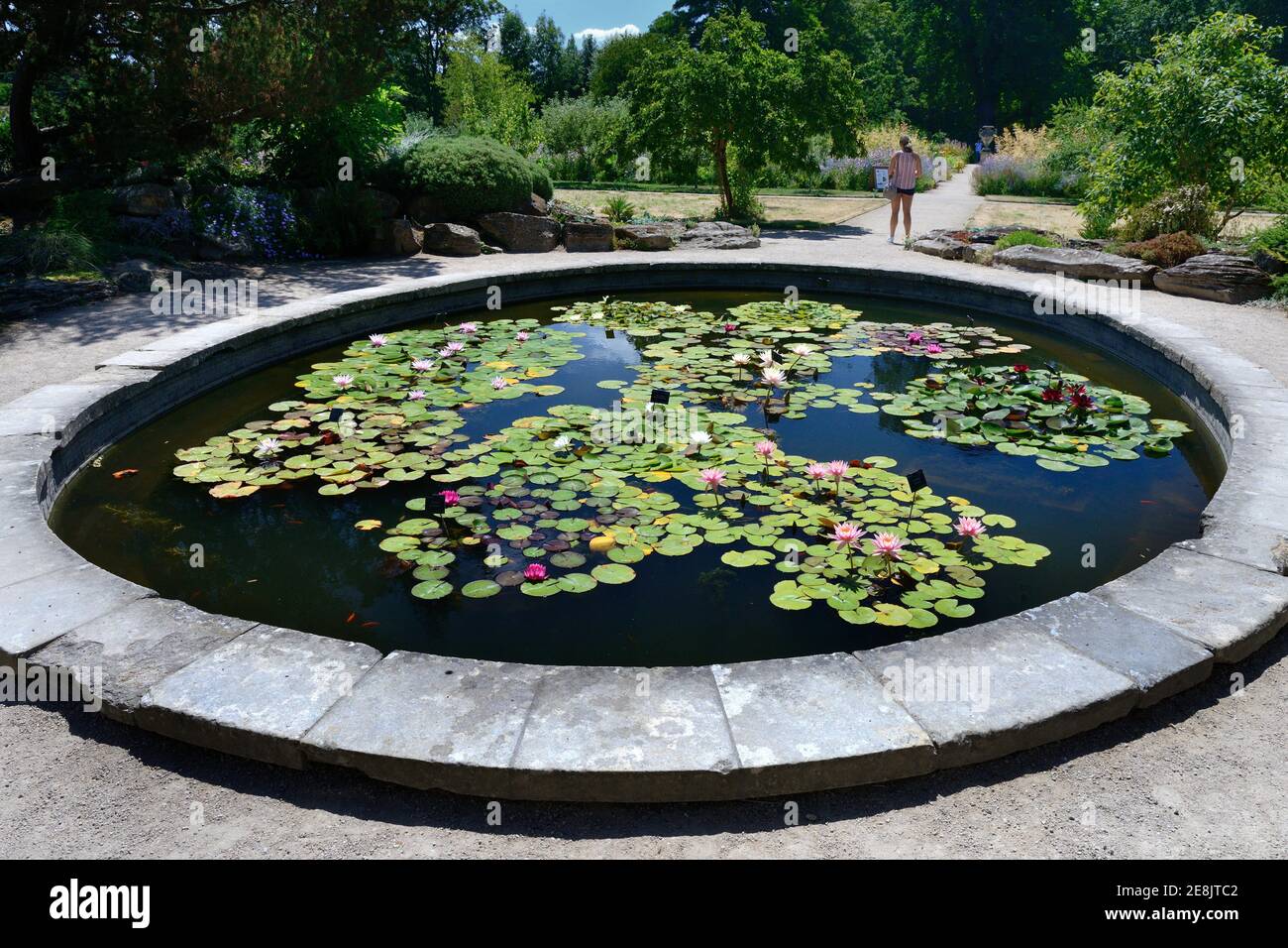 Water Lily Pond, Great Britain, Botanical Garden, Oxford, Oxfordshire, England, Great Britain Stock Photo