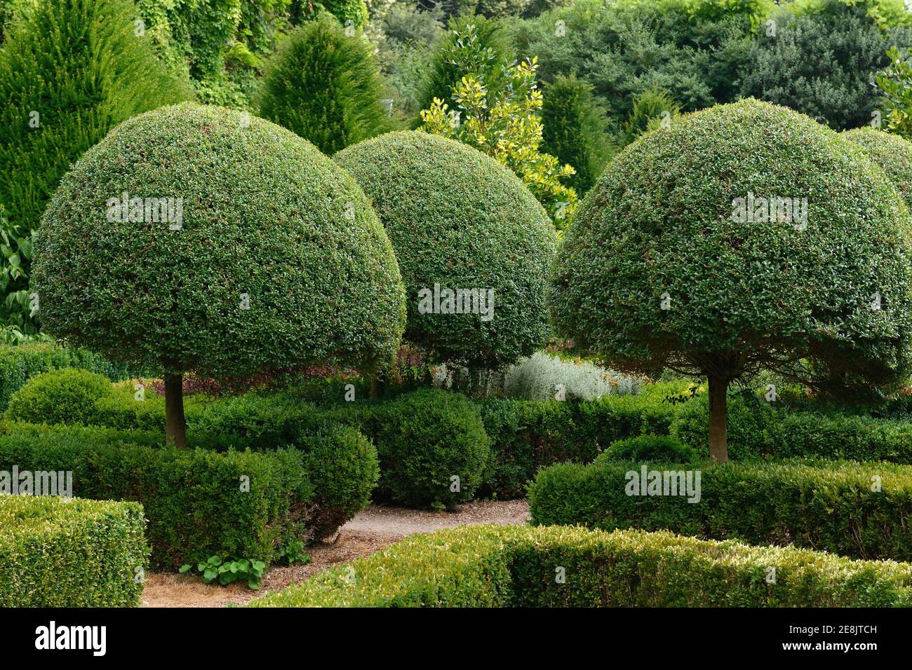 Boxwood, topiary, Buxus sempervirens Stock Photo Alamy