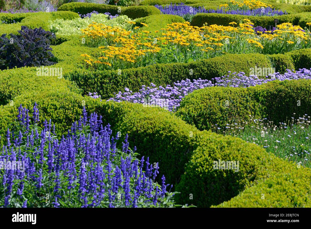 Boxwood hedge with flowers, Buxus sempervirens, bordering Stock Photo