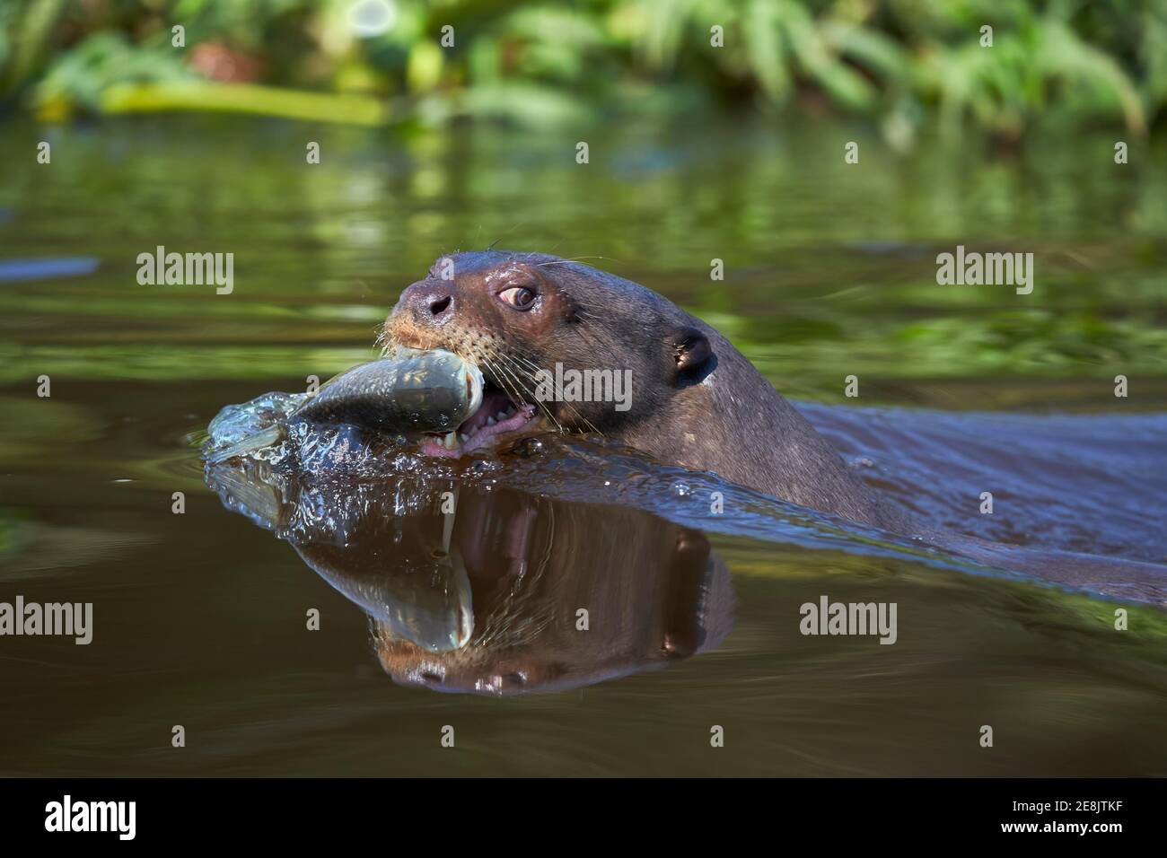 Giant otter (Pteronura brasiliensis) with captured fish and water reflection in the Rio Cuiaba, Mato Grosso do Sul, Pantanal, Brazil Stock Photo