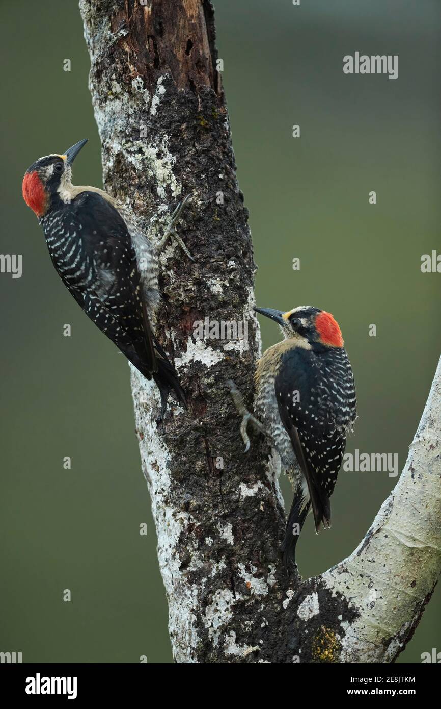 Two temporal spotted woodpeckers (Melanerpes pucherani) on a tree trunk, Laguna del Lagarta, Costa Rica Stock Photo