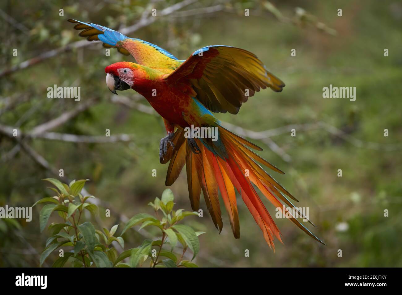 Great green macaw (Ara ambiguus) hybridized with bright red macaw (Ara macao) in flight, Alvaro Otoya Farm, Alajuela Province, Costa Rica Stock Photo