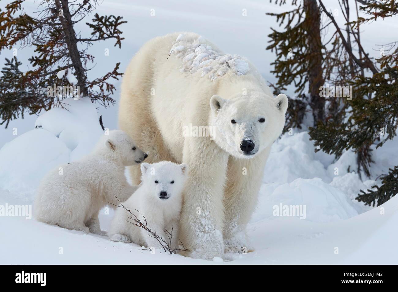 Polar bears (Ursus maritimus), mother with two newborns in the snow in front of a group of trees, Wapusk National Park, Manitoba, Canada Stock Photo