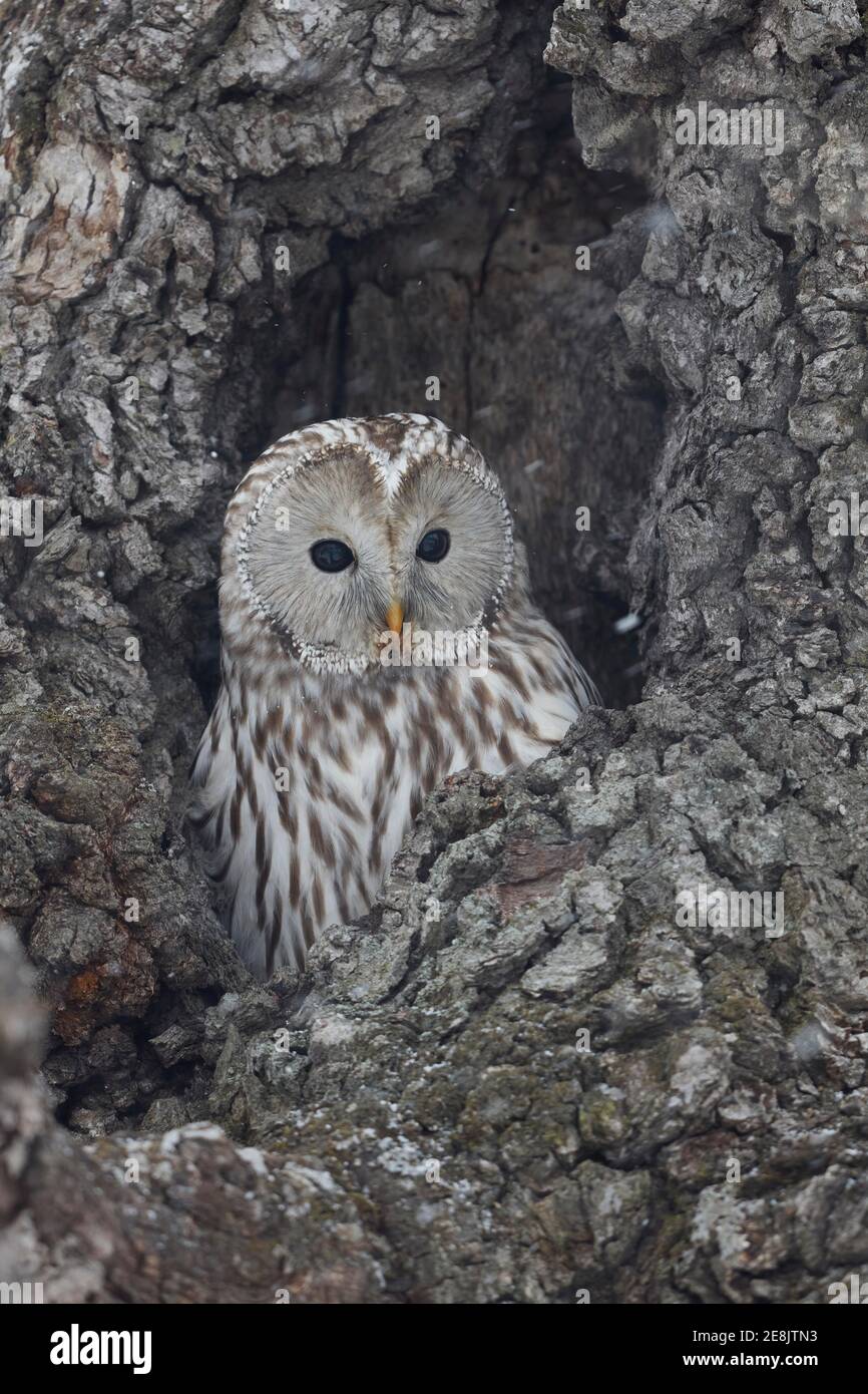 Ural owl (Strix uralensis) in a tree cavity, Hokkaido, Japan Stock Photo