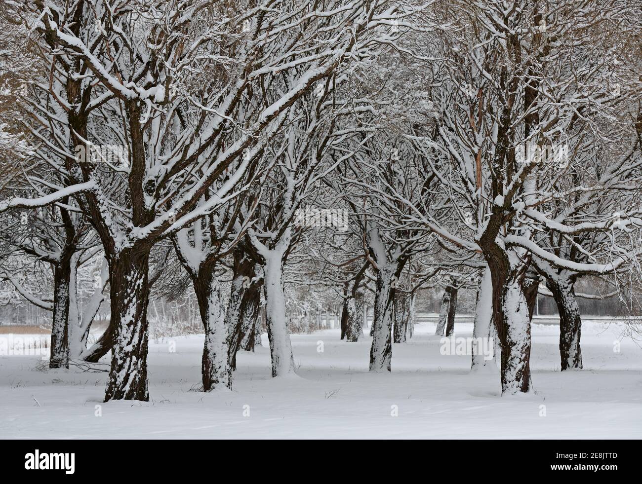Frozen willow trees with snowy tree trunks in a wintry landscape Stock Photo