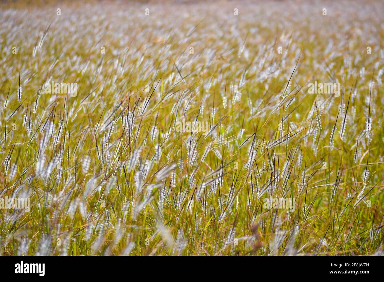 The spear grass in the grassland. Natural background of grass with selective focus. Stock Photo