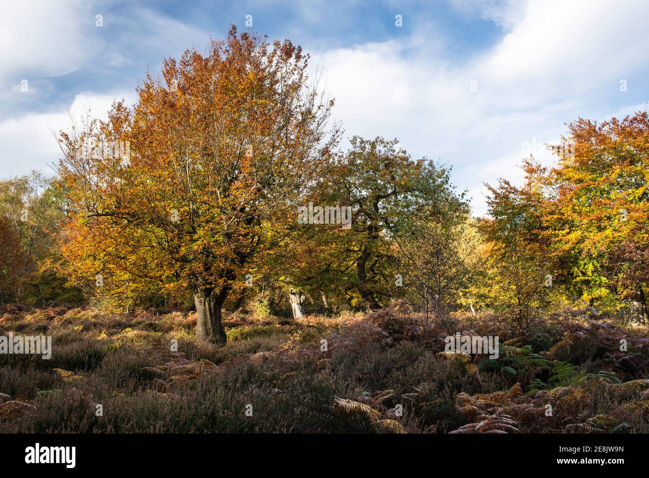 Autumn colours, Hartley Court moated site and enclosure, a heritage site, Burnham Beeches, Bucks Stock Photo