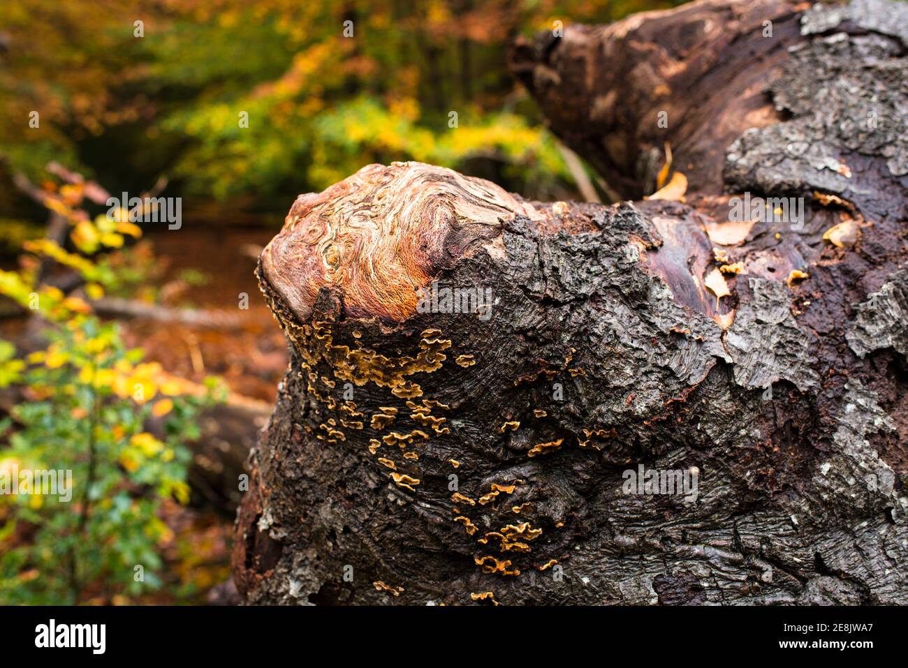 Close up patterns on exposed knot on a dead tree trunk, and autumn colours,  Burnham Beeches, Burham, UK Stock Photo