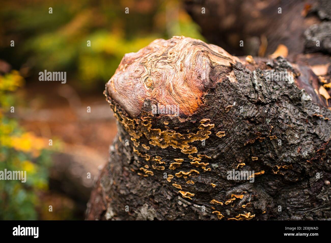 Close up patterns on exposed knot on a dead tree trunk, and autumn colours,  Burnham Beeches, Burham, UK Stock Photo