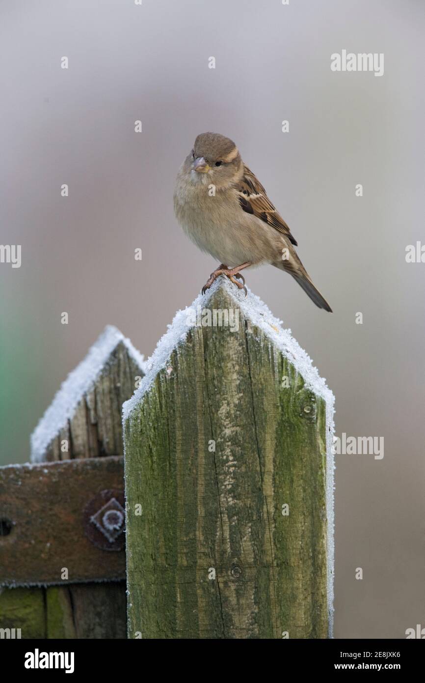 Female house sparrow (Passer domesticus), Northumberland, UK Stock Photo