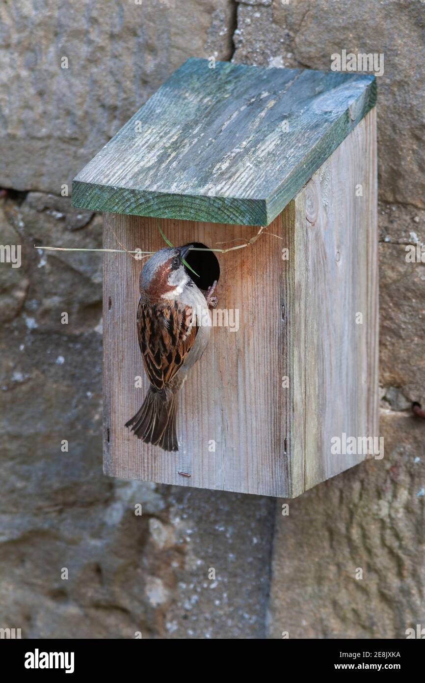 Male house sparrow (Passer domesticus), at nestbox, Northumberland, UK Stock Photo