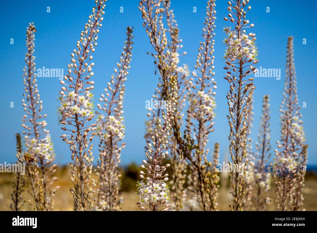 Asphodelus Aestivus Brot grassland flowers bloom on Mediterranean coast, Cyprus. Stock Photo