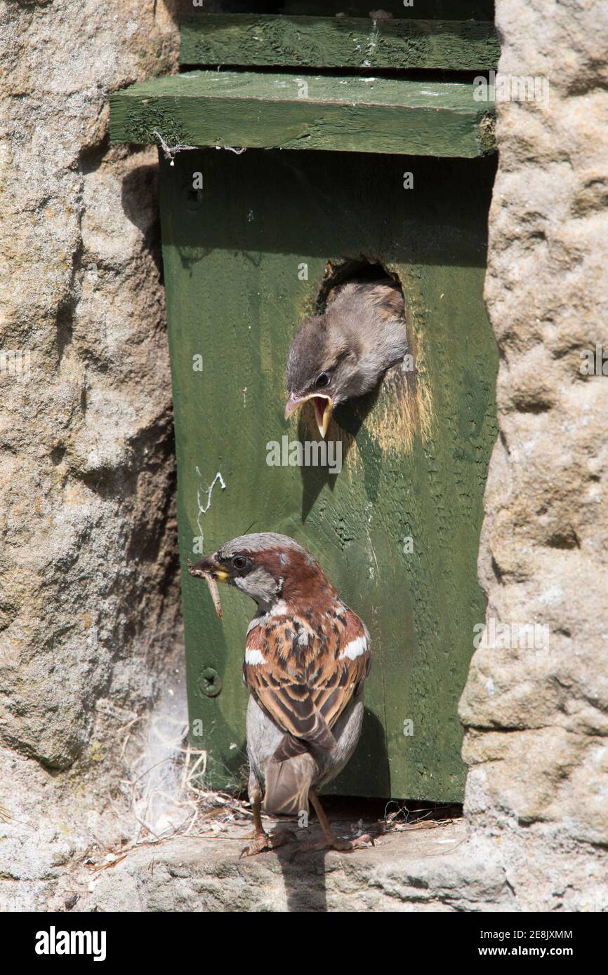 Male house sparrow (Passer domesticus), with chick at nestbox, Northumberland, UK Stock Photo