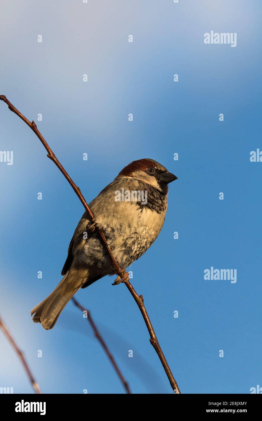 House sparrow (Passer domesticus), Dumfries & Galloway, UK Stock Photo