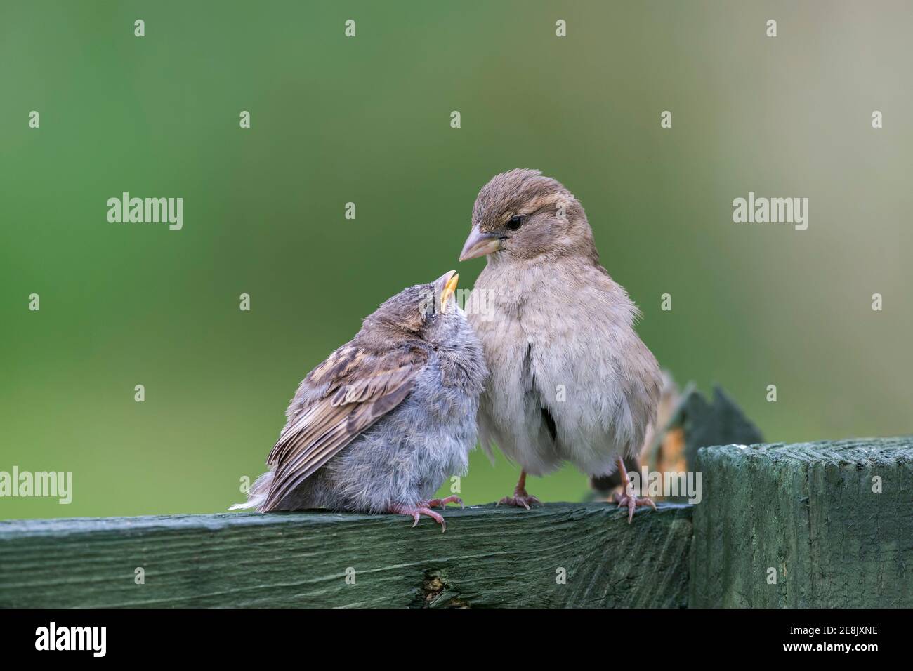 House sparrow (Passer domesticus) female feeding fledgling, Northumberland national park, UK Stock Photo