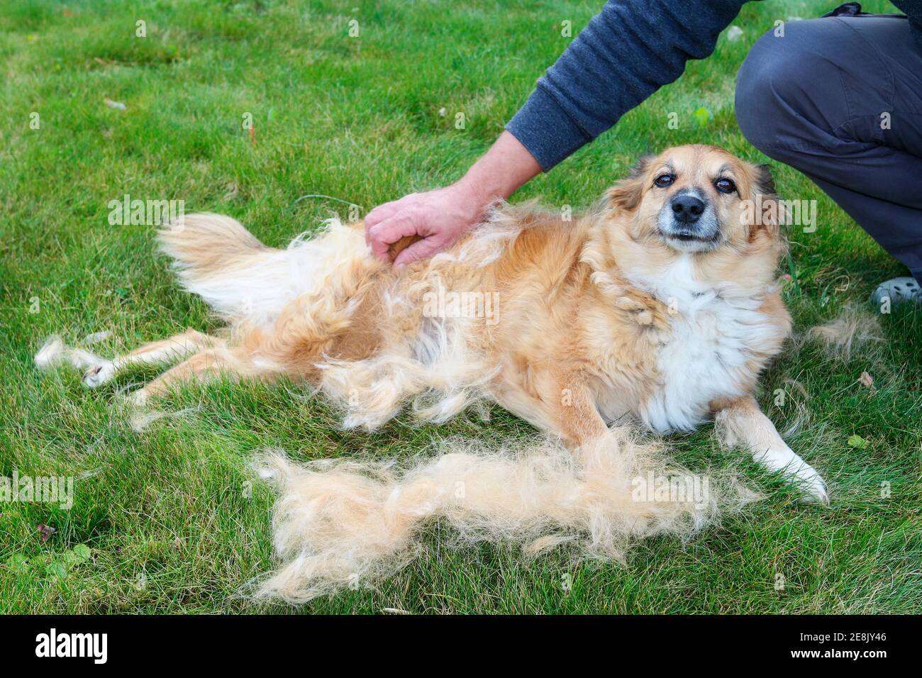 Dog moulting hot sale