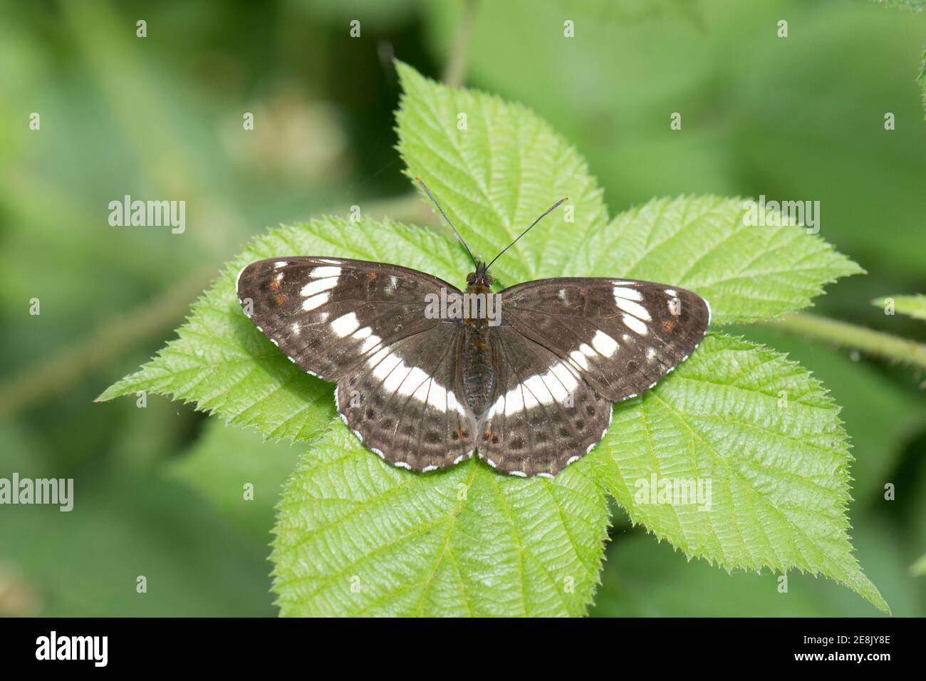 White Admiral Butterfly, Limentis camilla, at rest on Bramble leaf at Bernwood Forest, Oakley Wood, Buckinghamshire, 26th June 2017. Stock Photo