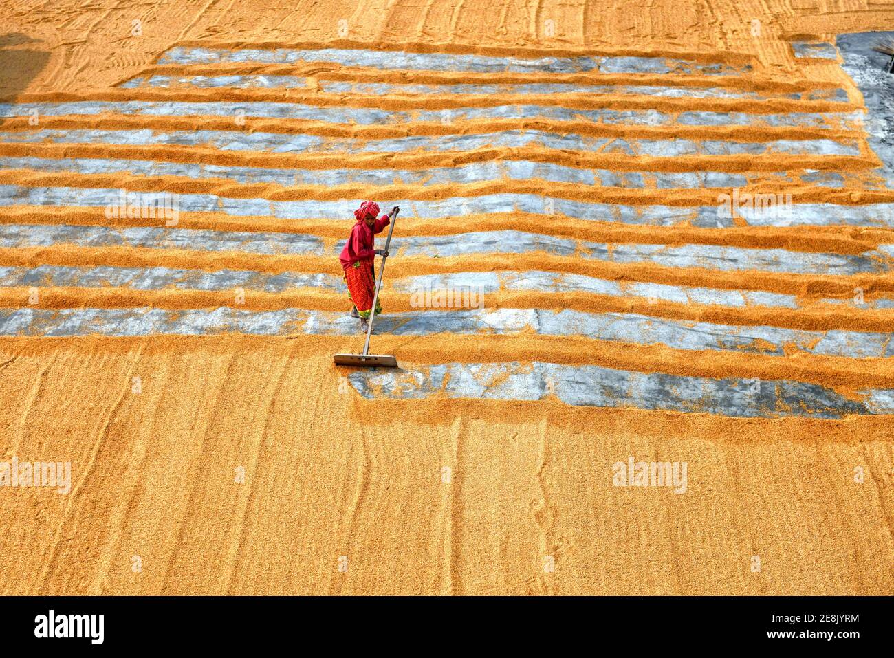 A worker seen creating long columns of rice before walking along and spreading the piles with their feet and rakes. Drying of paddy grains is one of the most important step before sending them to Rice mill. By reducing the moisture level of the grain, the risk of bacteria is being kept to the minimum for storage. Stock Photo