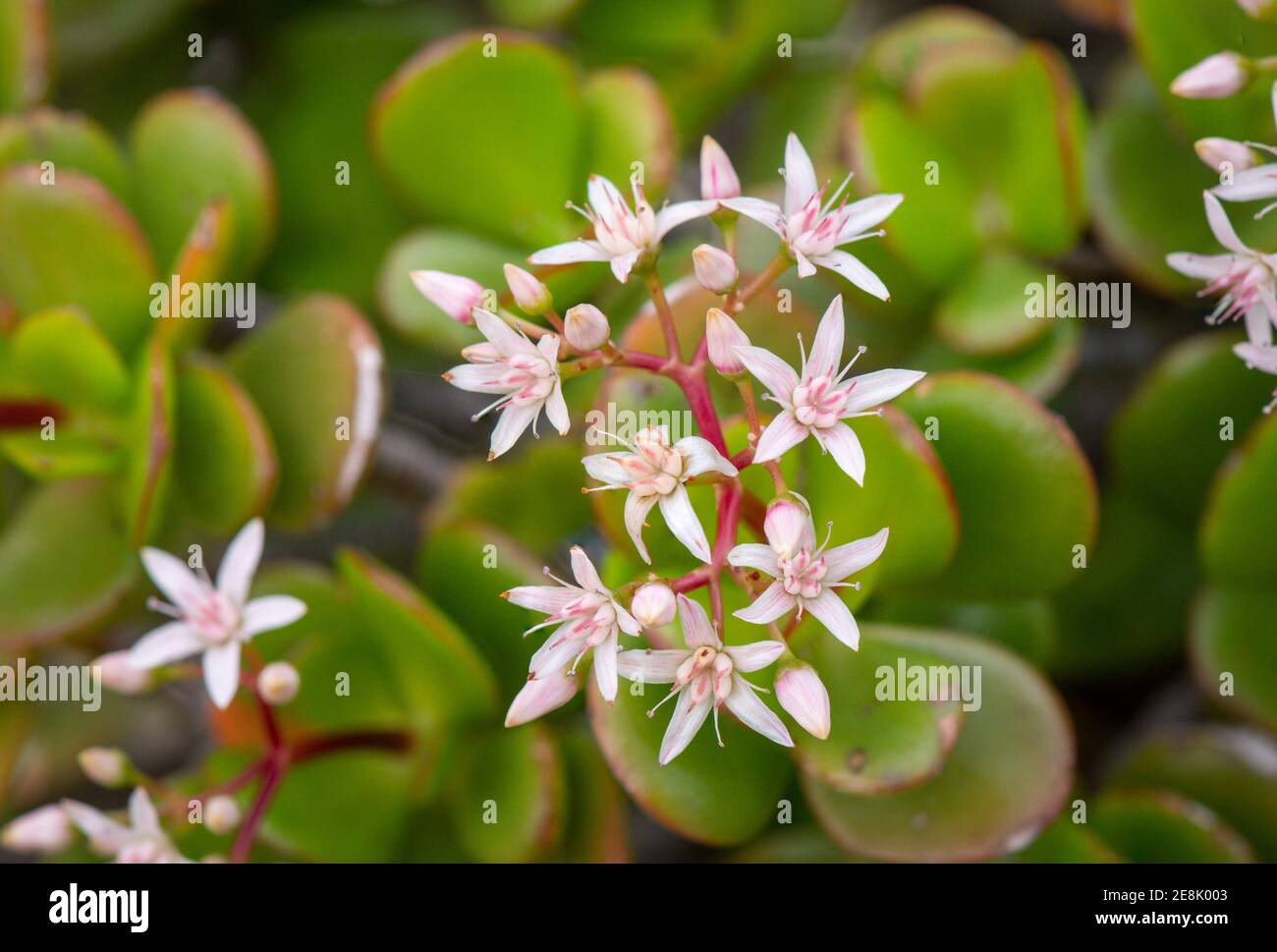 Flowers of Jade plant, Crassula ovata, succulent plant growing in a garden. Spain Stock Photo