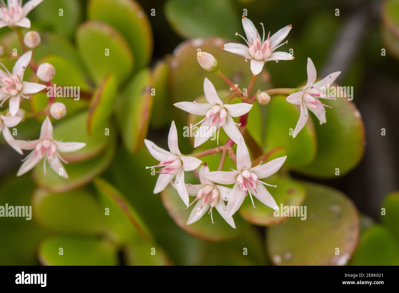 Flowers of Jade plant, Crassula ovata, succulent plant growing in a garden. Spain Stock Photo