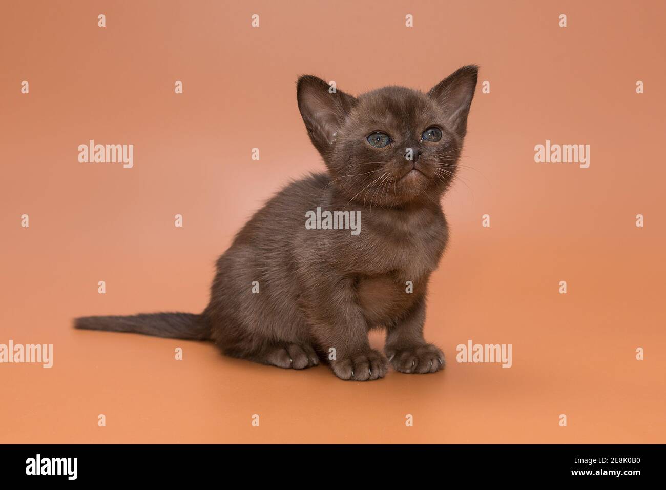 Small chocolatecolored kitten, European Burmese breed, on a brown