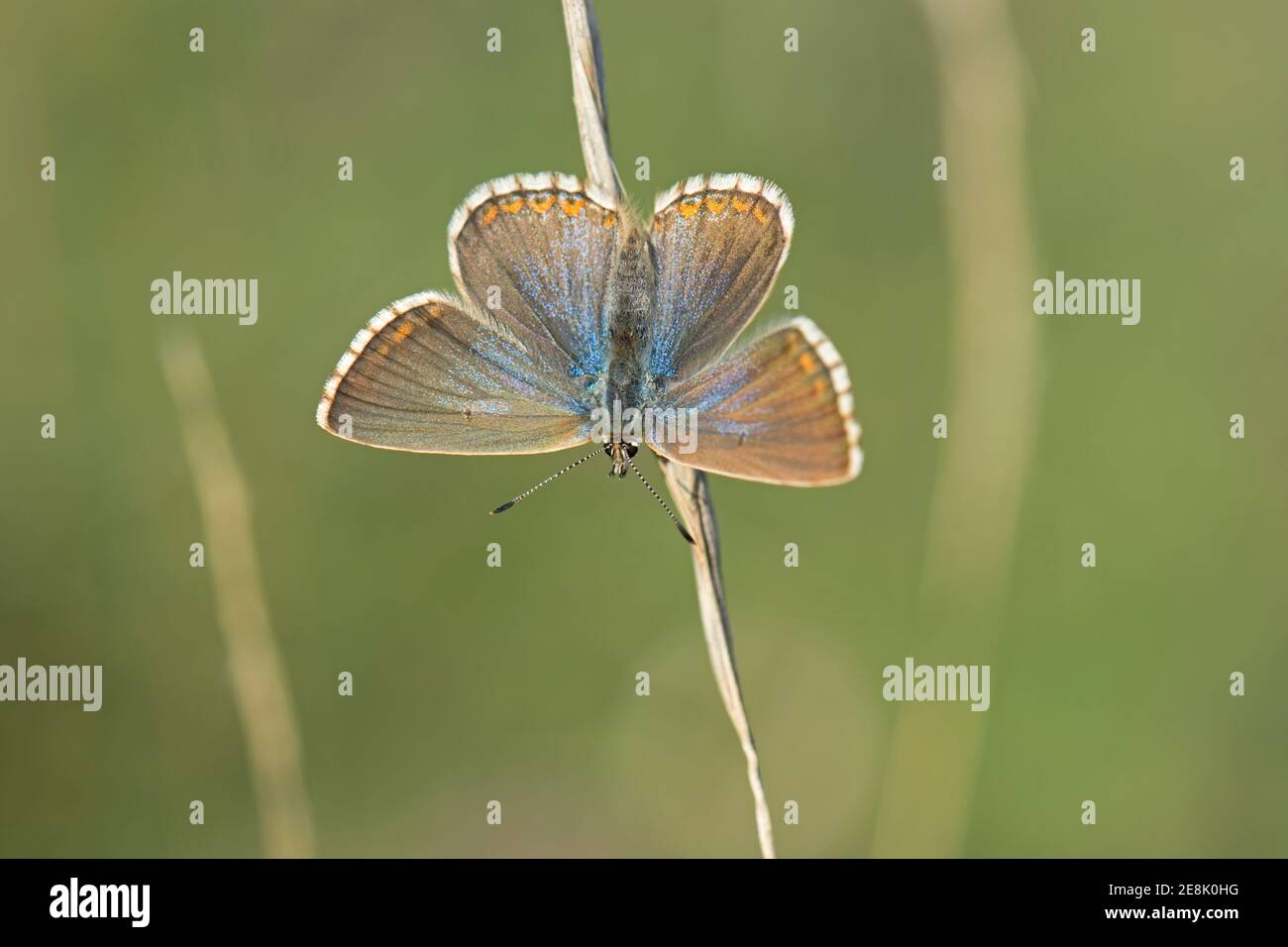 Female Adonis Blue Butterfly, Polyommatus bellargus, National Trust ...