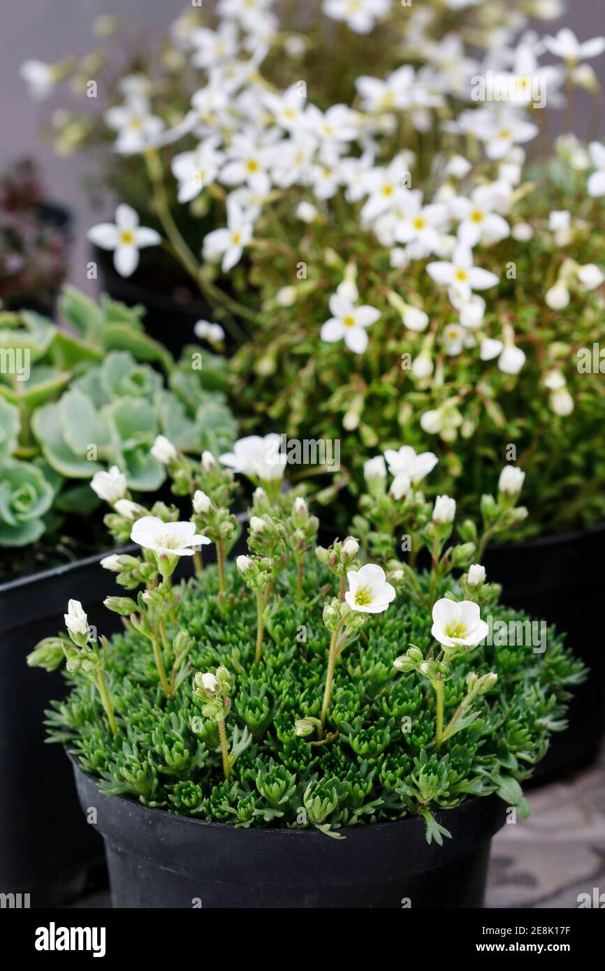 Saxifraga arendsii (Schneeteppich) flowers in the pots. Garden hobby Stock Photo