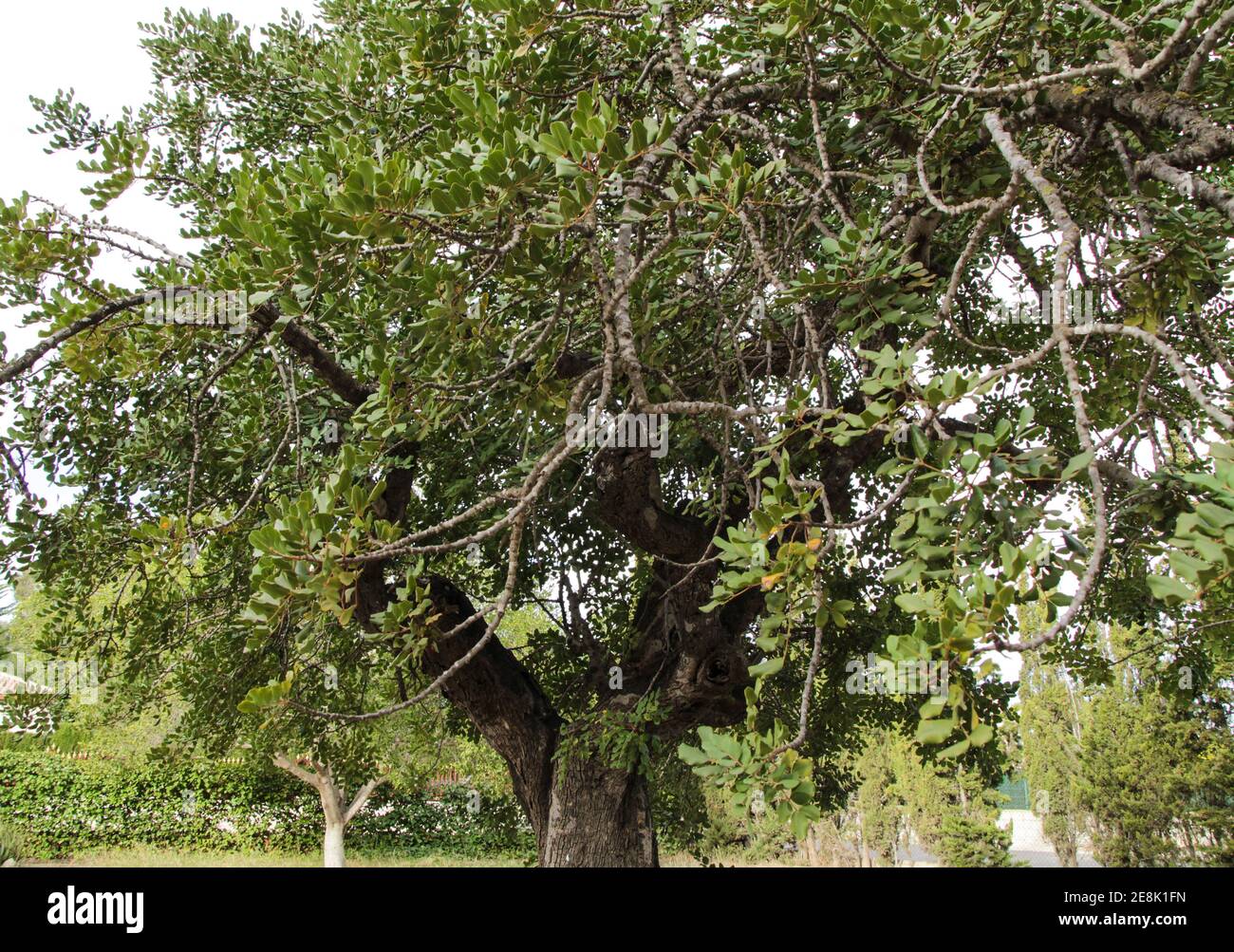 Beautiful Ceratonia Siliqua tree in the garden under the sun in Spain Stock Photo