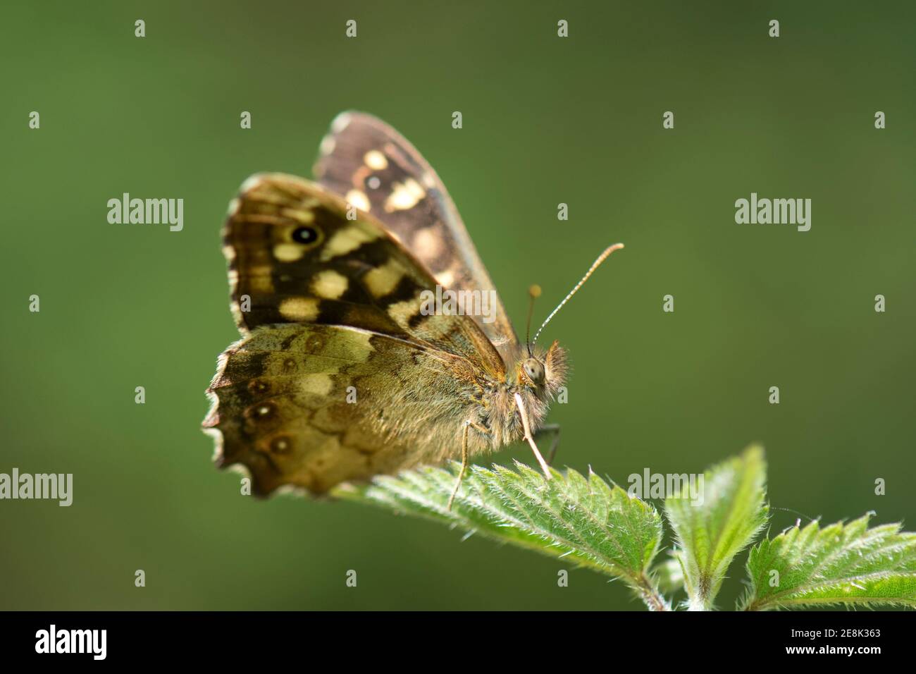 Speckled Wood Butterfly, Pararge aegeria, at rest at the RSPB's Otmoor nature reserve, Oxfordshire, 15th September 2018. Stock Photo