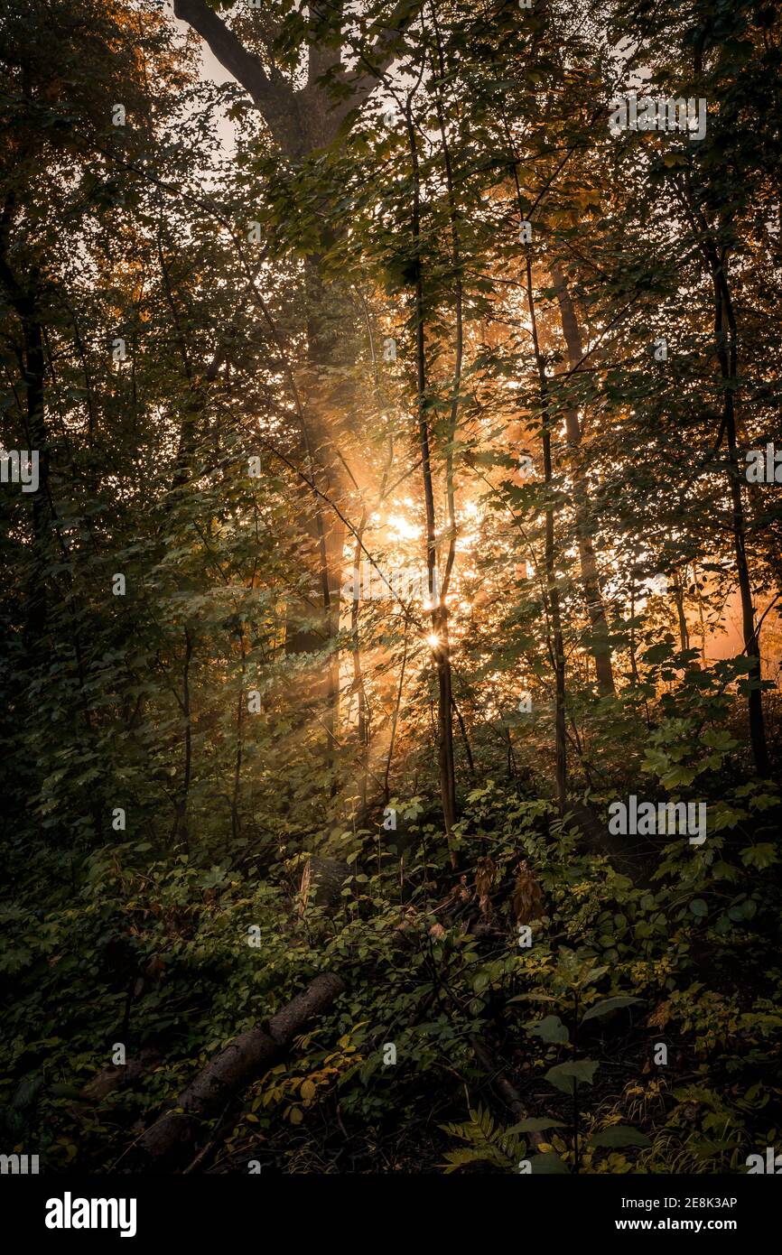 Sunlit effect hi-res stock photography and images - Alamy