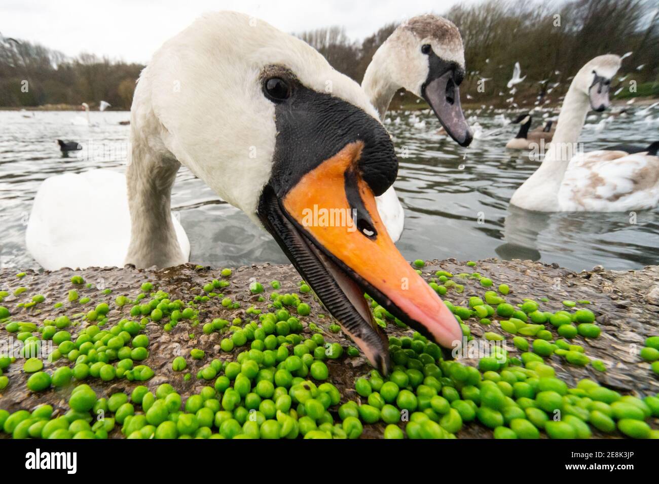 Mute swan (cygnus olor) eating peas left at the edge of a lake in an English country park. The younger swans have paler beaks. England, UK Stock Photo