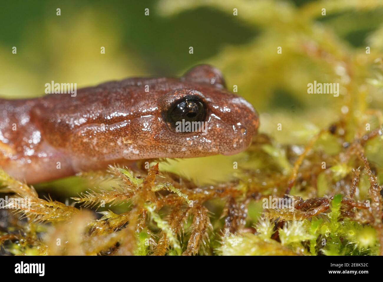 Close up of the head of a common Ensatina eschscholtzii from North Oregon Stock Photo