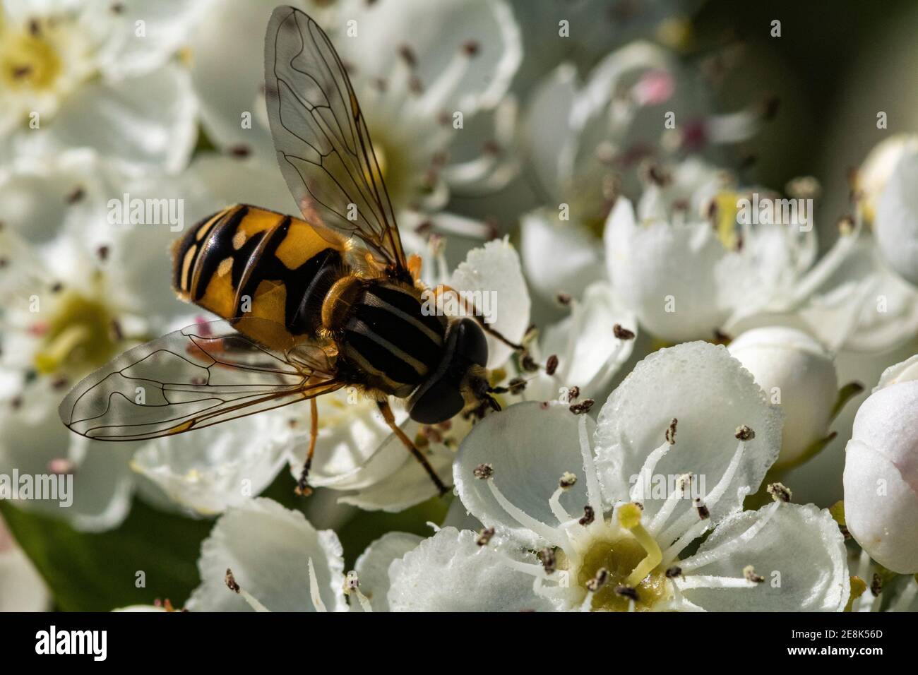 Close-Up Detail From Above of a Bright Coloured Hover fly (Syrphus ribesii) Feeding on Blackberry Flowers (Rubus fruticosus) in Summer. Stock Photo