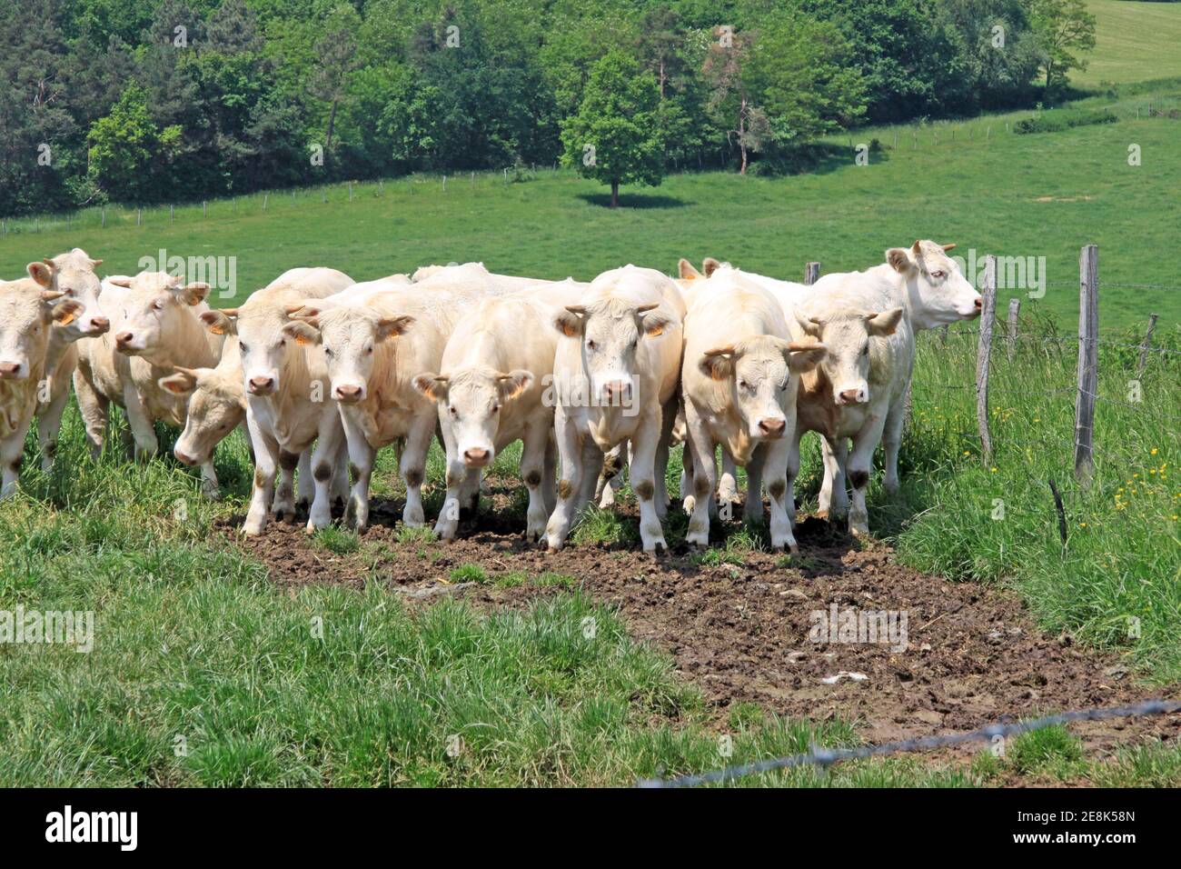 Charolais or Charolaise bullocks in the French countryside in the Auvergne region of France Stock Photo