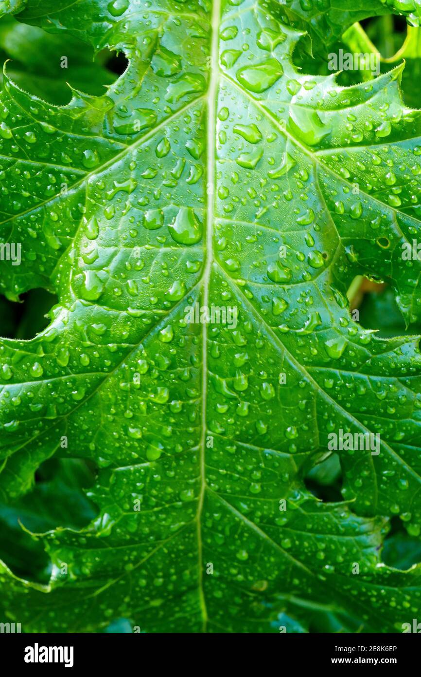 Drops of water on an acanthus leave after the rain, Bron, France Stock Photo