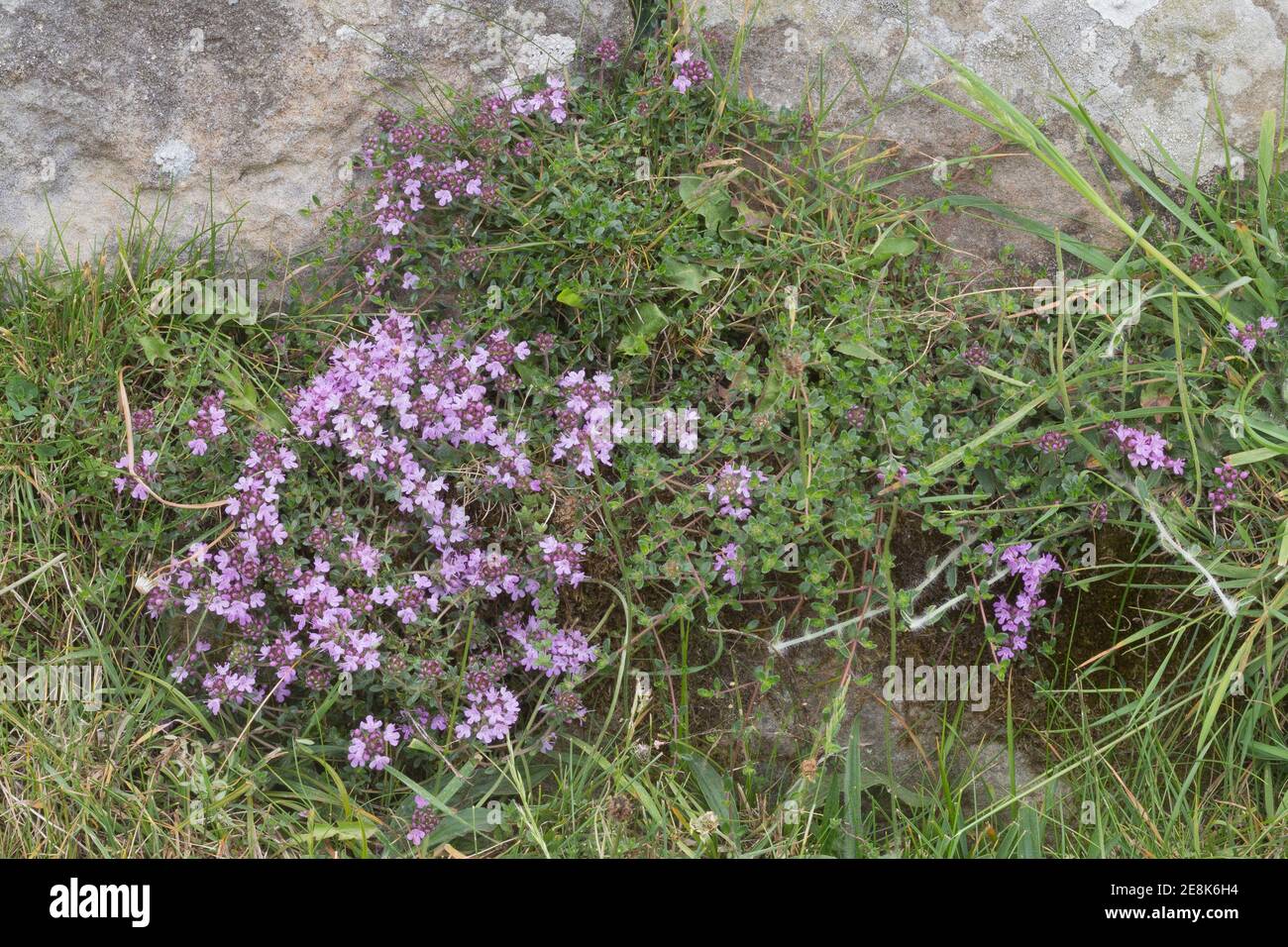 Wild thyme growing at the base of Hadrian's Wall at Peel Gap, Northumberland, UK Stock Photo Alamy