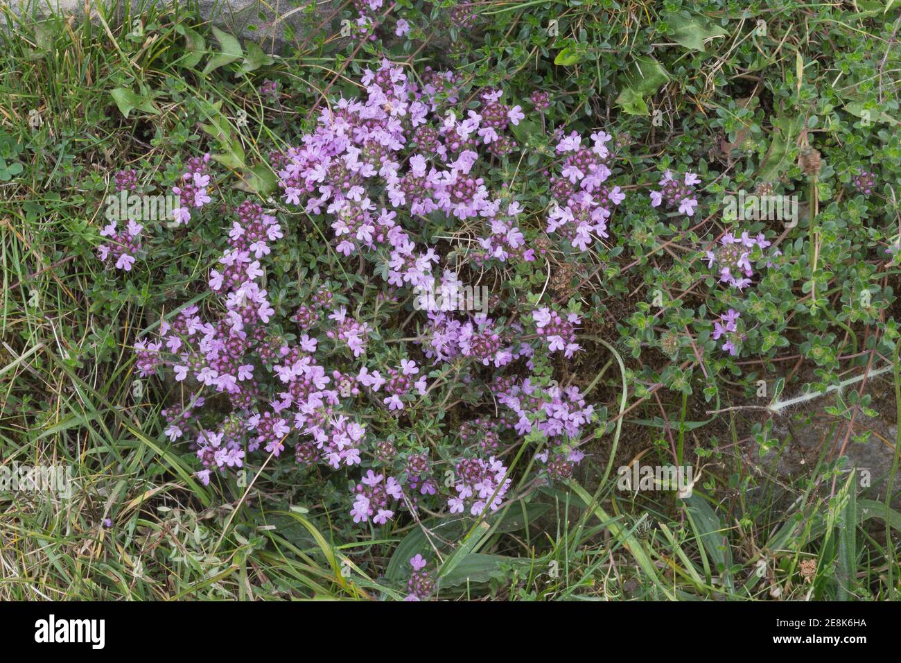 Wild thyme growing at the base of Hadrian's Wall at Peel Gap, Northumberland, UK Stock Photo Alamy