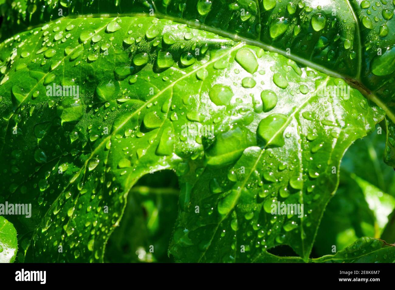 Drops of water on an acanthus leave after the rain, Bron, France Stock Photo