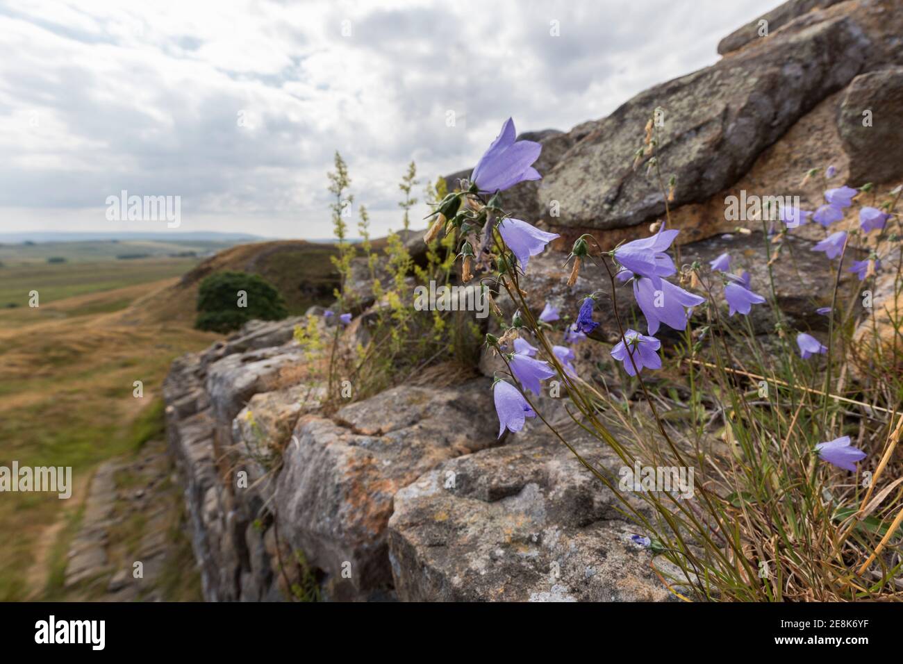 Wild flowers Harebells growing in crevices of the Roman Wall near