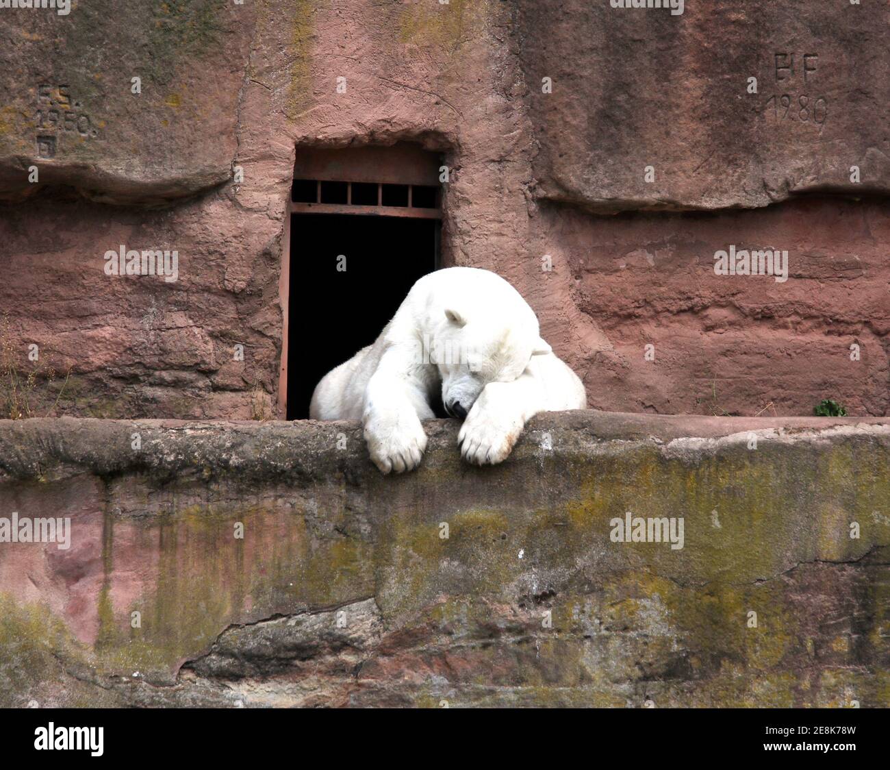 Polar bear in Nuremberg zoo (Ursus maritimus) Stock Photo