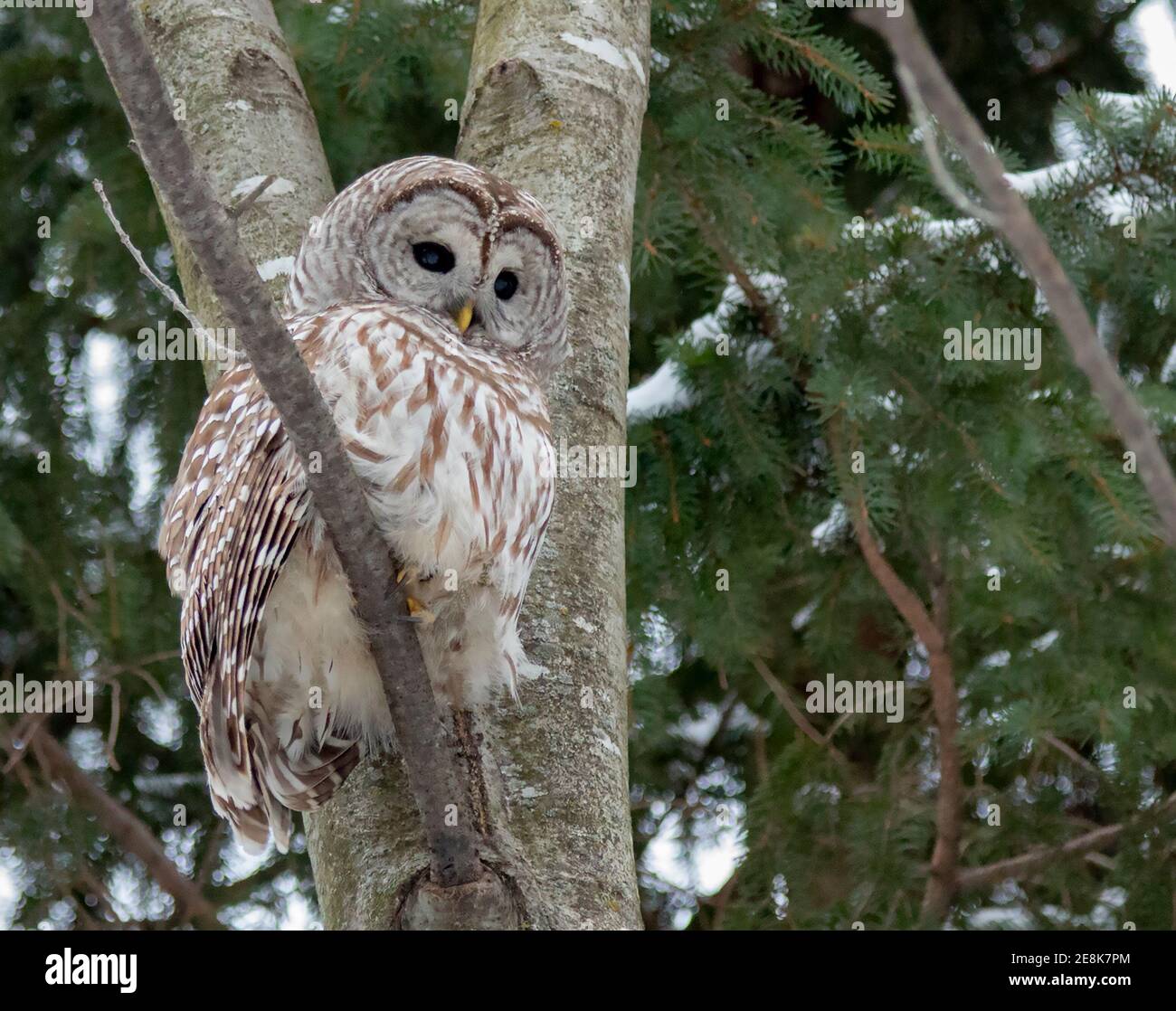 Perch in a tree hires stock photography and images Alamy